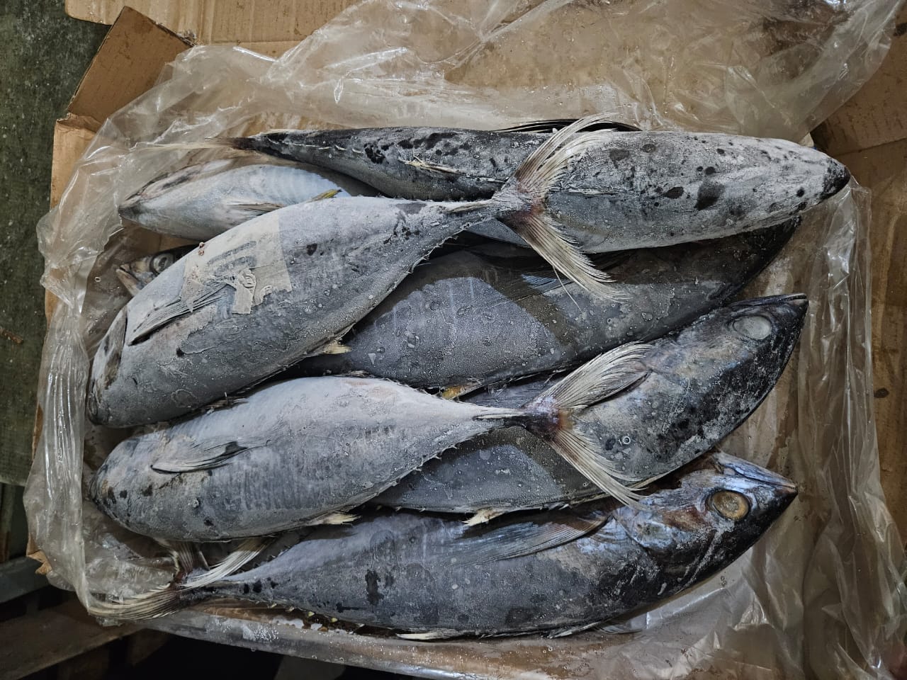 Cakalang
