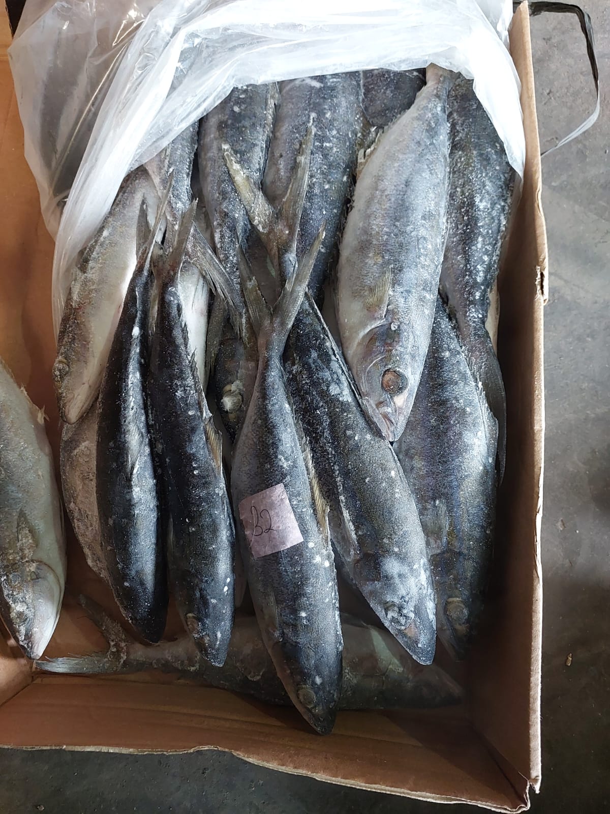 Suru / Salem Laut